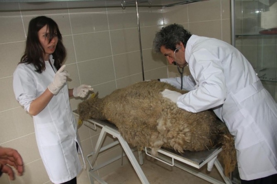 Gebe Koyuna Hastanede Tedavi