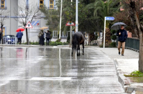 Başı Boş Atlar Trafiği Tehlikeye Sokuyor