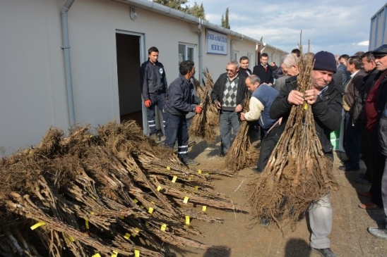 Yuntdağlı Çiftçilere 3 Bin Ceviz Fidanı Dağıtıldı
