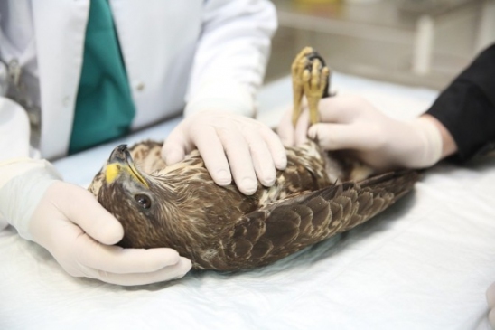 Kanadı Kırılan Şahine Platin Takıldı