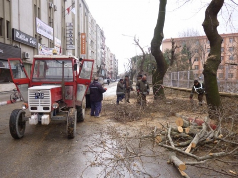 Kırklareli'nde Ağaçlara Bakım Ve Budama Çalışması Yapılıyor