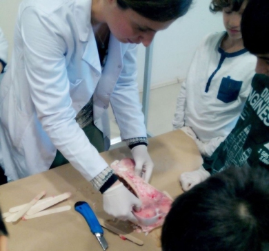 Geleceğin Doktorları Hayvan Kemiklerini Sıyırarak İskelet Sistemini Öğrendi