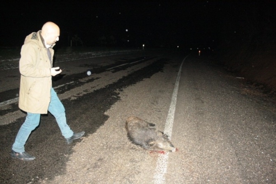 Amasra'da Domuzlar Karayoluna İndi