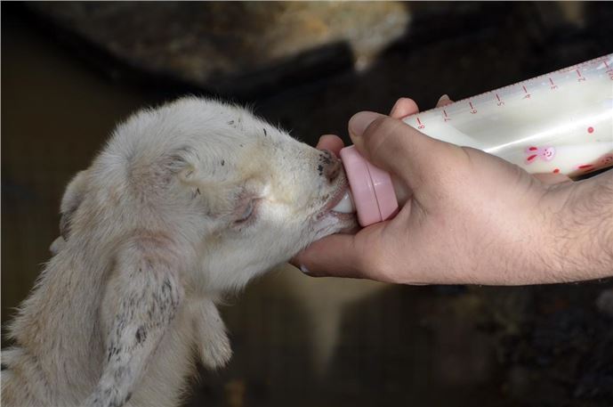 Anneleri ölen oğlakları biberonla besliyorlar