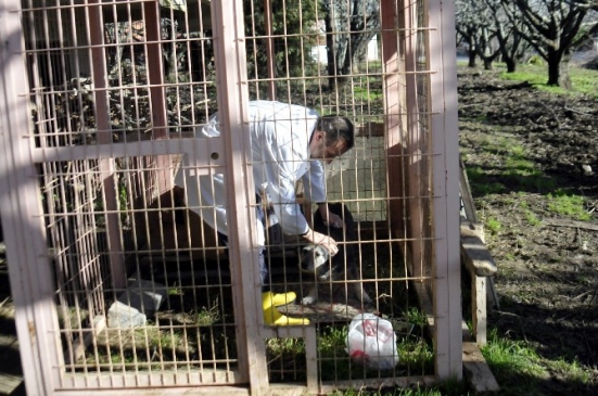 Yalova'da Kuduz Paniği