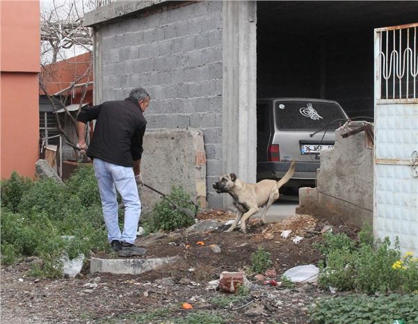 Köpeğin saldırdığı kadın yaralandı