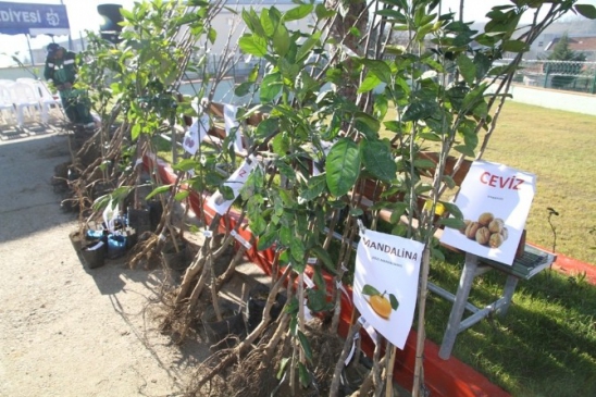 Kandıralı Çiftçiler Meyve Fidanlarını Aldı