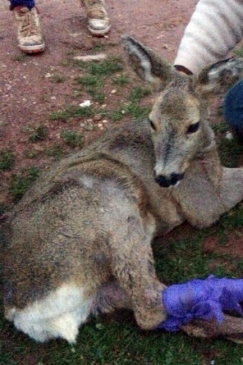 Yaralı Dağ Keçisine Köylüler Sahip Çıktı