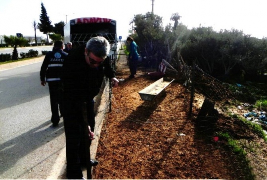 Muratpaşa'dan Canlı Hayvan Satış Yerlerine Düzenleme
