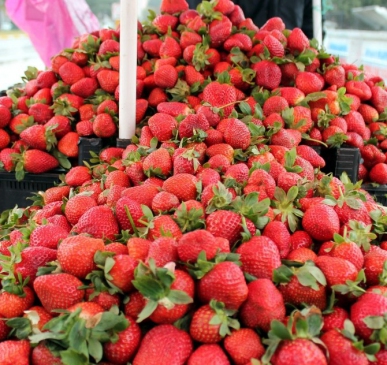 Samsat Çileği Tezgahlardı