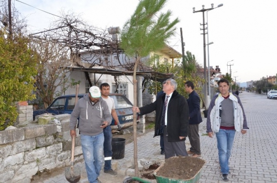 Dalaman'da Cadde Kenarlarına 5 Bin Fidan Dikiliyor