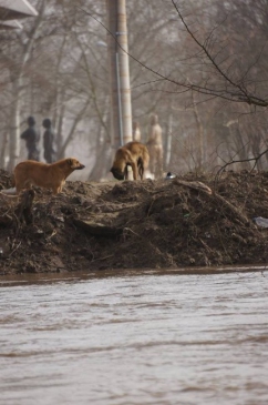 Edirne'de Er Meydanında Sokak Köpekleri Mahsur Kaldı