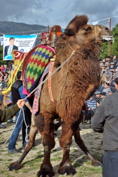 100 Bin Liralık Güreş Ağasını 2 Saniyede Yere Serdi