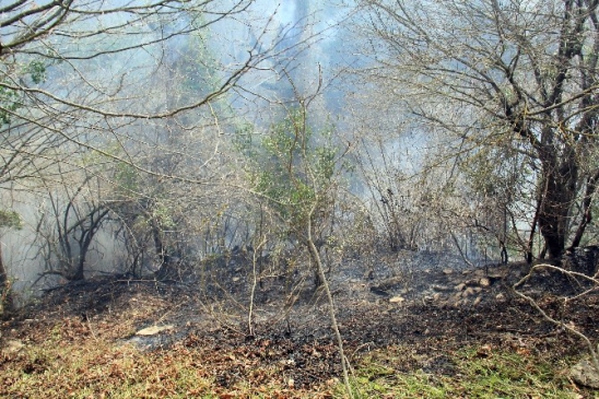 Çatalzeytin Yemişli Köyünde Orman Yangını