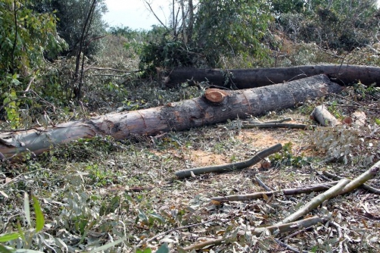 Hazine Arazisinde Ağaçları Kesen 2 Kişi Suçüstü Yakalandı