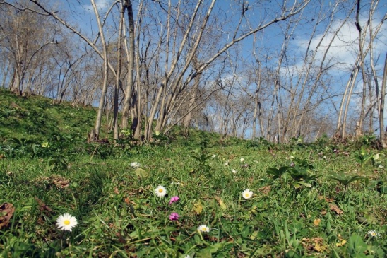 Yalancı Bahar Fındık Üreticilerini Endişelendiriyor