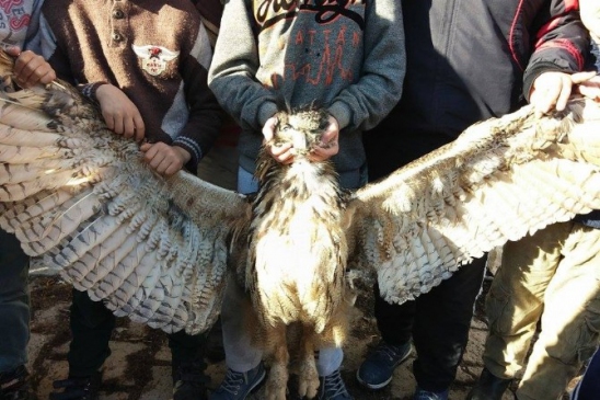 Kelkit'te Çocuklar Ölü Baykuş Buldu