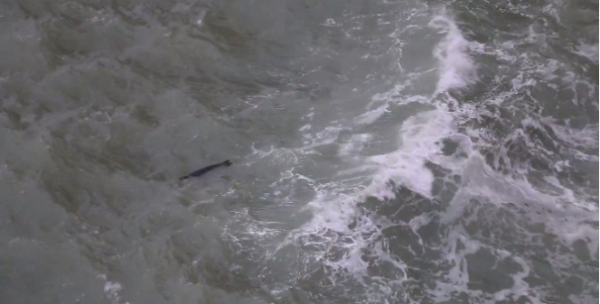 (Özel Haber) Nadir Görünen Fok Balığı Antalya'da Görüntülendi