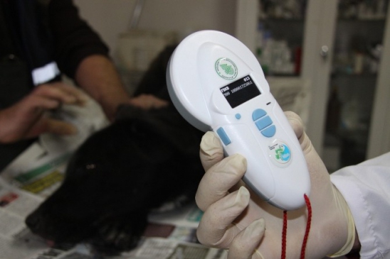 Sokak Hayvanlarına Çip'li Takip