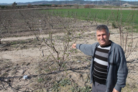 Yumurtalık'ta Şeftali Ağaçları Çiçek Açtı