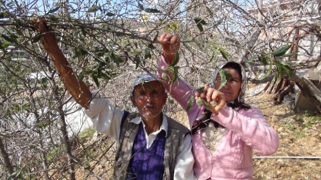 Kış Ortasında ''Yaz'' Meyveleri Şaşırttı