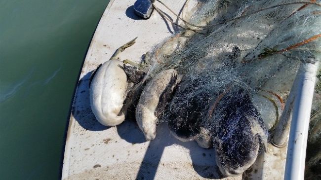 Yasak Ağlardan Telef Olmuş Su Kuşları Çıktı