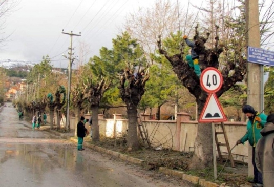 Kütahya Belediyesi'nden Ağaç Bakım Ve Budama Çalışması