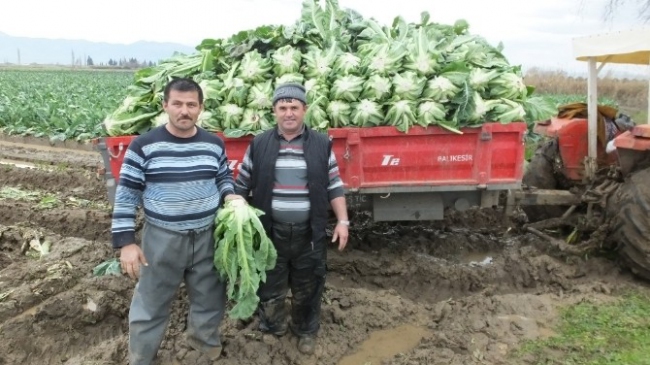Burhaniye'de Karnıbahar Çiftçiyi Sevindirdi