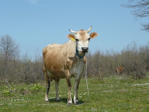 Samsun'da 254 Bin Hayvan Tescillendi