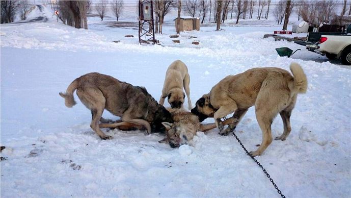 İlçeye inen kurdu Kangal köpekleri boğdu