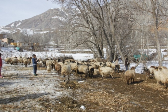 Hakkari'de Küçükbaş Hayvanların Yavru Atması Çiftçileri Perişan Etti
