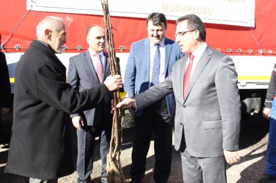 Kastamonu'da 18 Bin Ceviz Fidanı Dağıtıldı