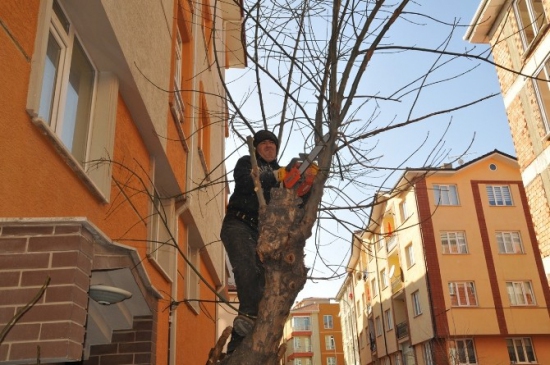 Tepebaşı'nda Ağaç Budama Çalışmaları
