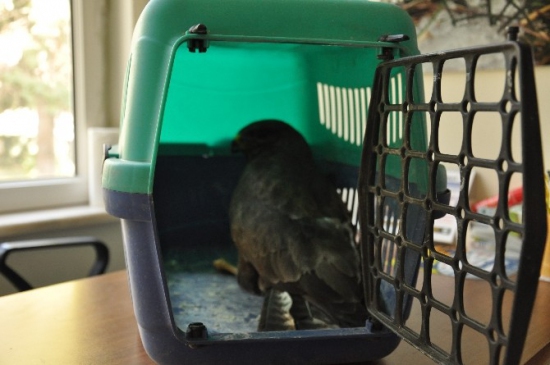 Yaralı Halde Bulunan Şahin Tedavi Altına Alındı