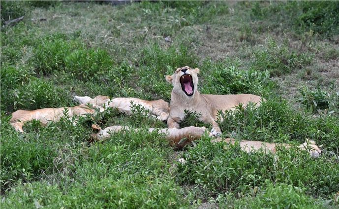 Küresel ısınma Afrika'daki yaban hayatını tehdit ediyor
