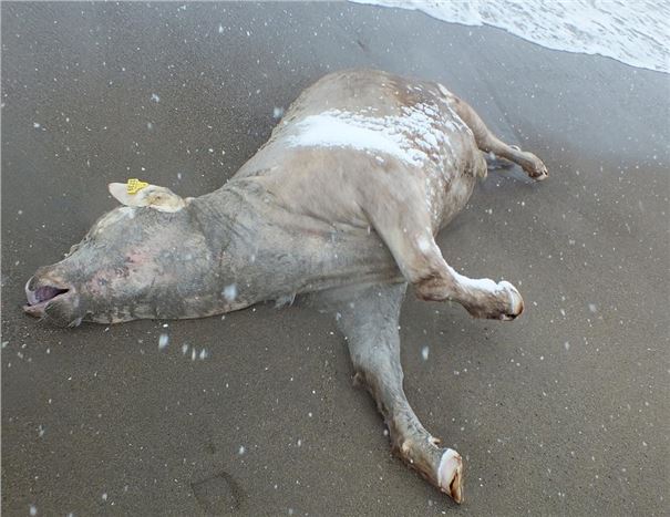Sakarya'da ölü inek kıyıya vurdu