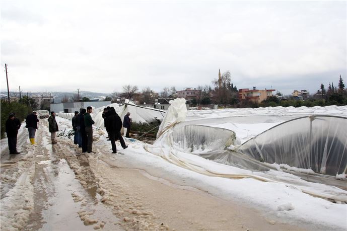 Mersin'de kar yağışı narenciye bahçelerine zarar verdi