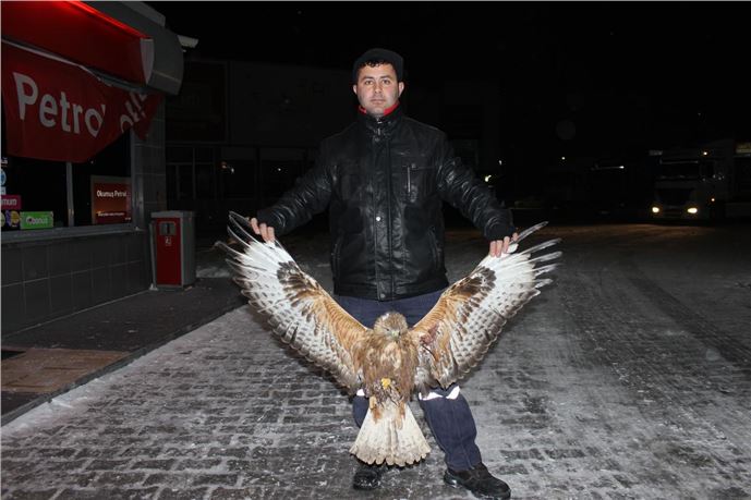 Yolda bulunan yaralı şahin tedavi altına alındı