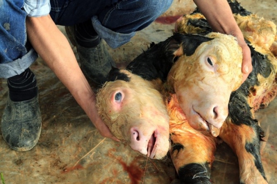 Milas'ta Çift Başlı Buzağı Görenleri Hayrete DÜşürdü