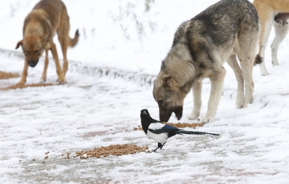 Sultangazi Belediyesi Sokak Hayvanlarını Aç Bırakmadı