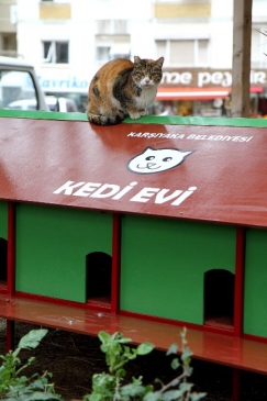 Karşıyaka'da Kedilere ‘Kalıcı' Yuva