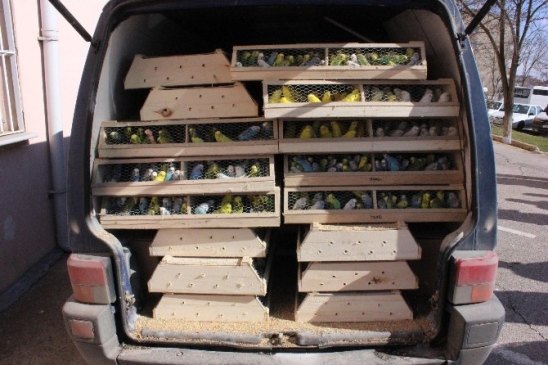 Edirne'de Hayvan Kaçakçılığı Operasyonu