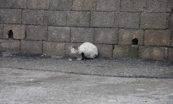 Kış En Çok Sokak Hayvanlarını Etkiliyor