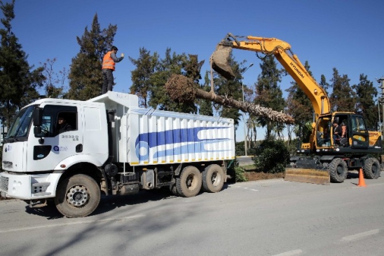 Sökülen Palmiyeler Kadınlar Plajı'na Dikildi
