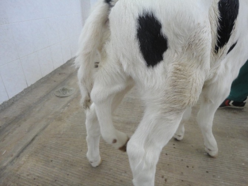 Milas'ta 2 Başlı Buzağıdan Sonra 5 Bacaklı Buzağı