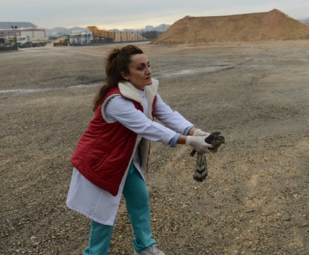 Tedavi Edilen Atmaca Gökyüzüyle Buluştu