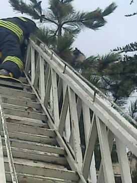 Ağaçta Kalan Kediyi İtfaiye Kurtardı