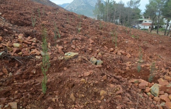 Adrasan'da 30 Bin Fidan Toprakla Buluşturuldu