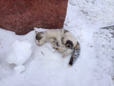 Erzurum'da Sibirya Soğukları Kediyi Dondurdu