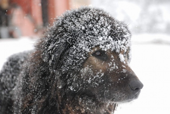 Tokat'ta Kar Yağışı Tipiye Dönüştü